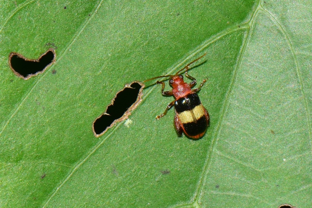 Bellacincta