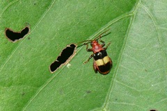 Bellacincta
