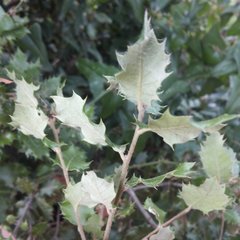 Quercus ilex