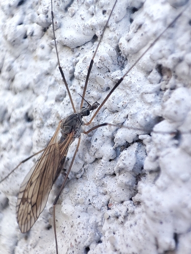 Tipula pabulina