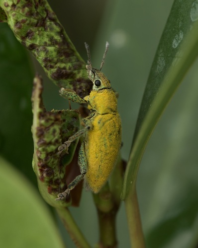 Gold-dust Weevil photo 5