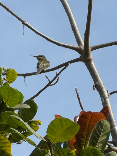 Blue-cheeked Bee-eater