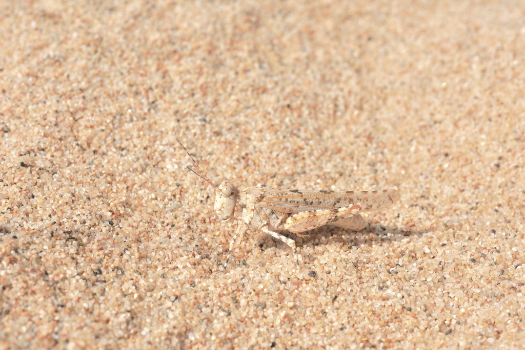 Whitish Sand Grasshopper