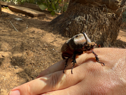 African Rhinoceros Beetle