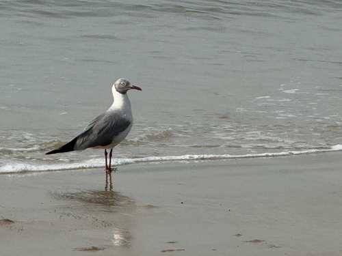 Gray-hooded Gull