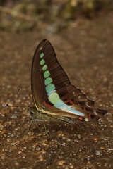 Graphium teredon