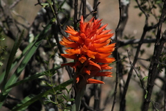 Sacoila argentina