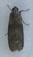 Sciota subcaesiella
