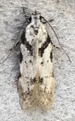Pseudotelphusa palliderosacella