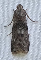 Sciota subcaesiella