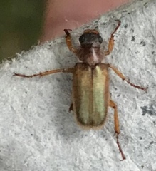 Dichelonyx canadensis