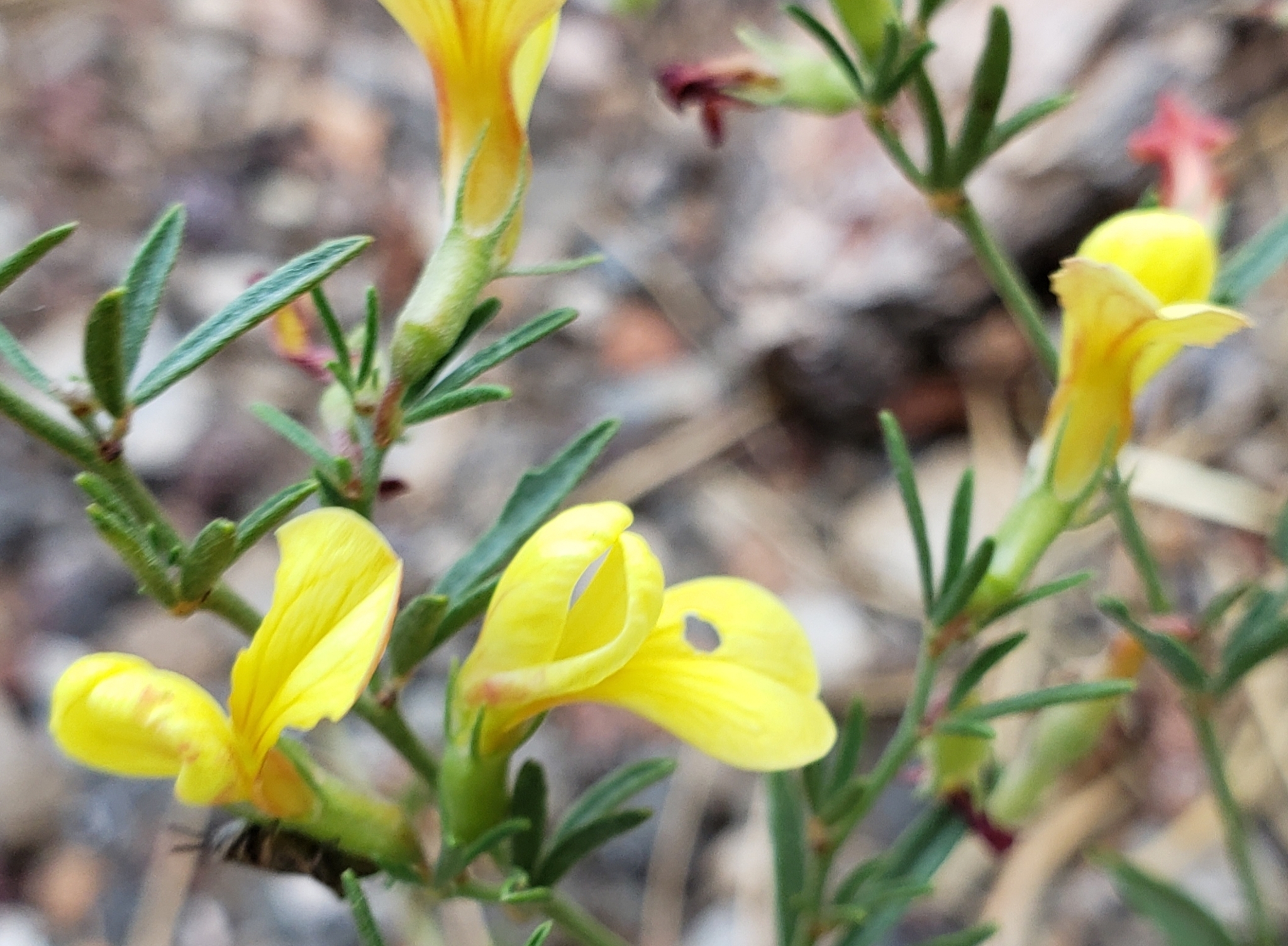 Acmispon wrightii