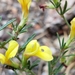 Wright's Deervetch - Photo (c) wingedchimera, some rights reserved (CC BY-NC), uploaded by wingedchimera