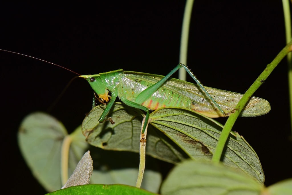 Phoxacris melanosticta
