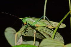 Phoxacris melanosticta