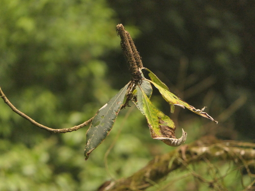 Leucosceptrum canum, photograph 5