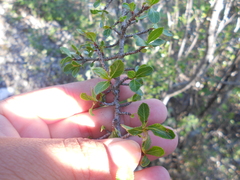 Lindleya mespiloides