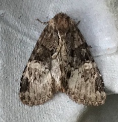 Phosphila turbulenta