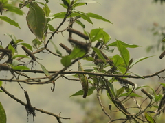 Leucosceptrum canum, photograph (c) Sagnik Dutta Roy, some rights reserved (CC BY)