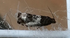 Notocelia rosaecolana