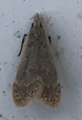 Dichomeris punctidiscellus