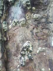 Inonotus glomeratus