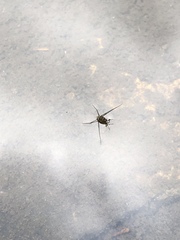 Trepobates pictus