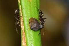 Tragopini