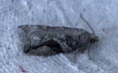 Proteoteras crescentana