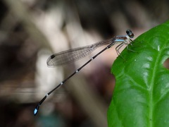 Ceylonosticta austeni