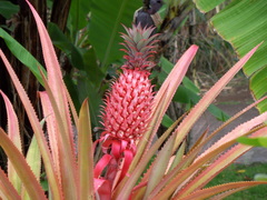 Ananas comosus bracteatus