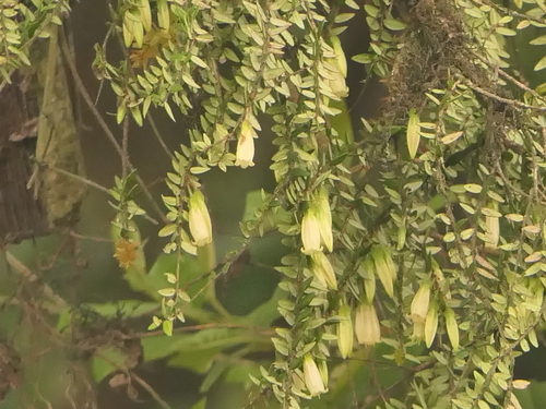 Image of Agapetes serpens by (c) Sagnik Dutta Roy, some rights reserved (CC BY)
