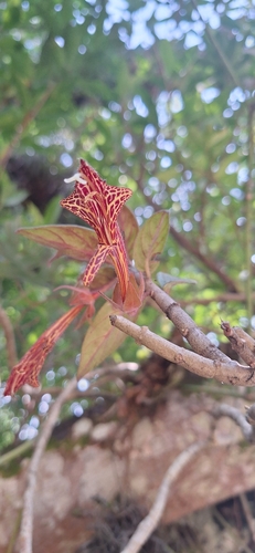 Columnea schiedeana