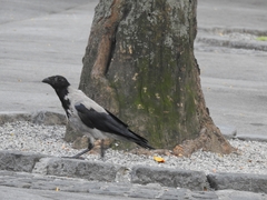 Corvus cornix