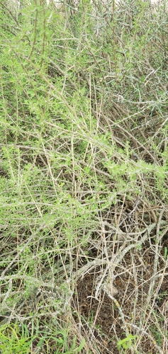 Image of Berlandier's Wolfberry (Lycium berlandieri) by (c) Charlie Meador, some rights reserved (CC BY)