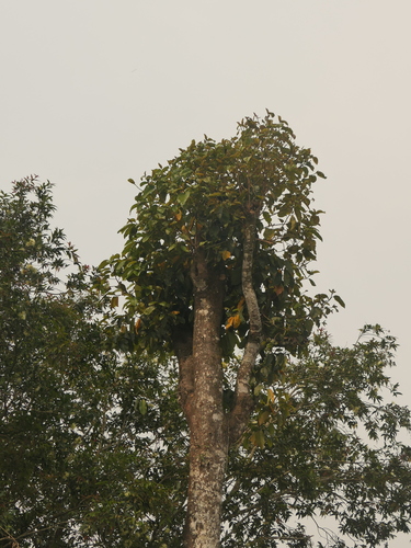 Artocarpus lacucha, photograph 3