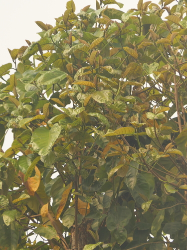 Artocarpus lacucha, photograph 2