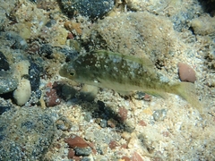 Symphodus cinereus