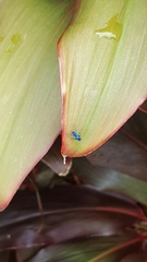 Condylostylus mundus