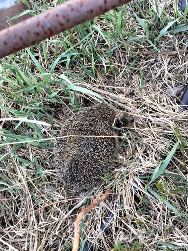 Northern White-Breasted Hedgehog