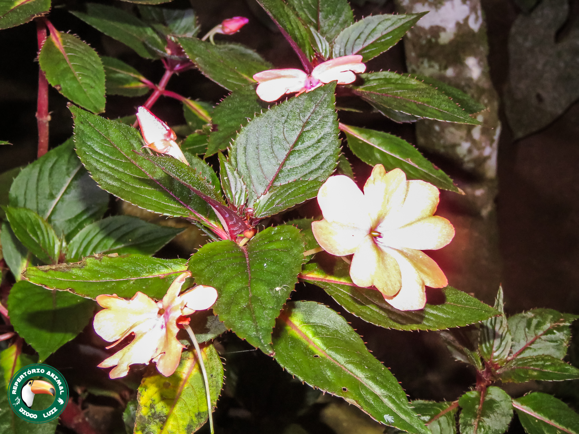 Impatiens hawkeri