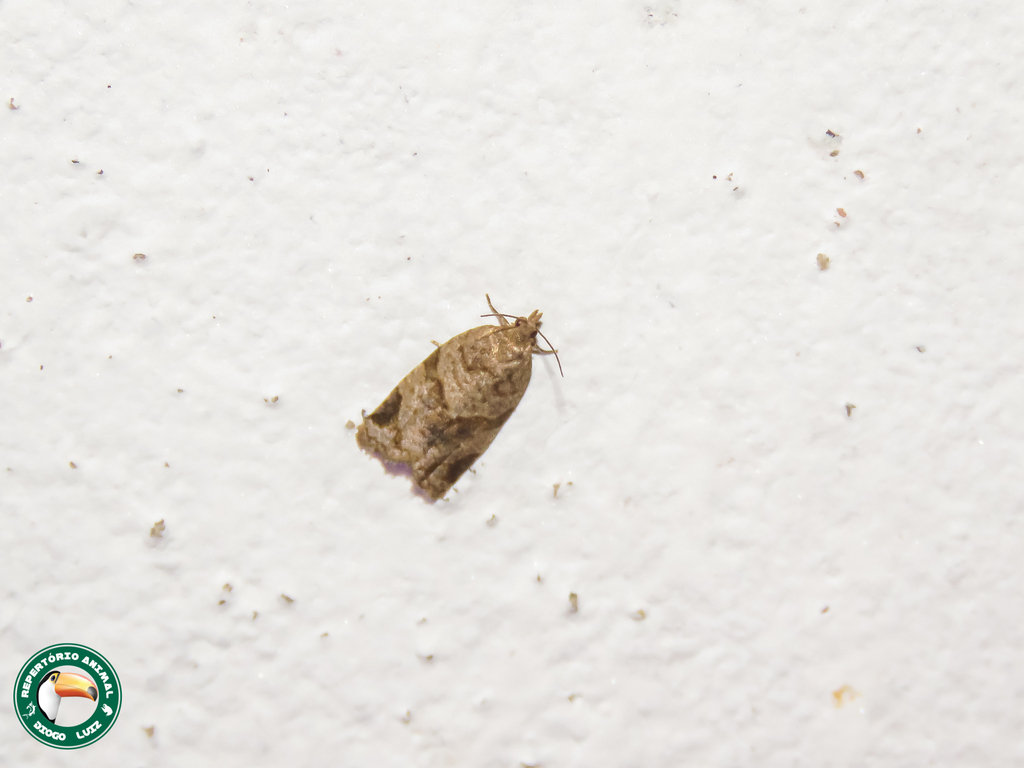 Clepsis longilabis