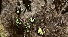 Arthrorhaphis alpina