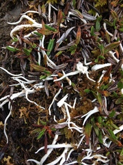 Thamnolia vermicularis vermicularis