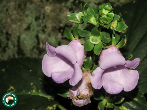 Gloxinia perennis, photograph 3