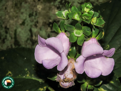 Gloxinia perennis, photograph (c) Diogo Luiz, some rights reserved (CC BY)