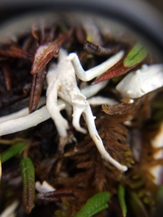 Thamnolia vermicularis vermicularis