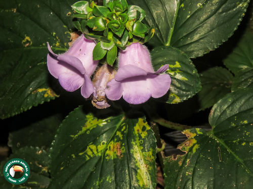 Gloxinia perennis, photograph 4