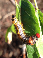 Oedemasia concinna