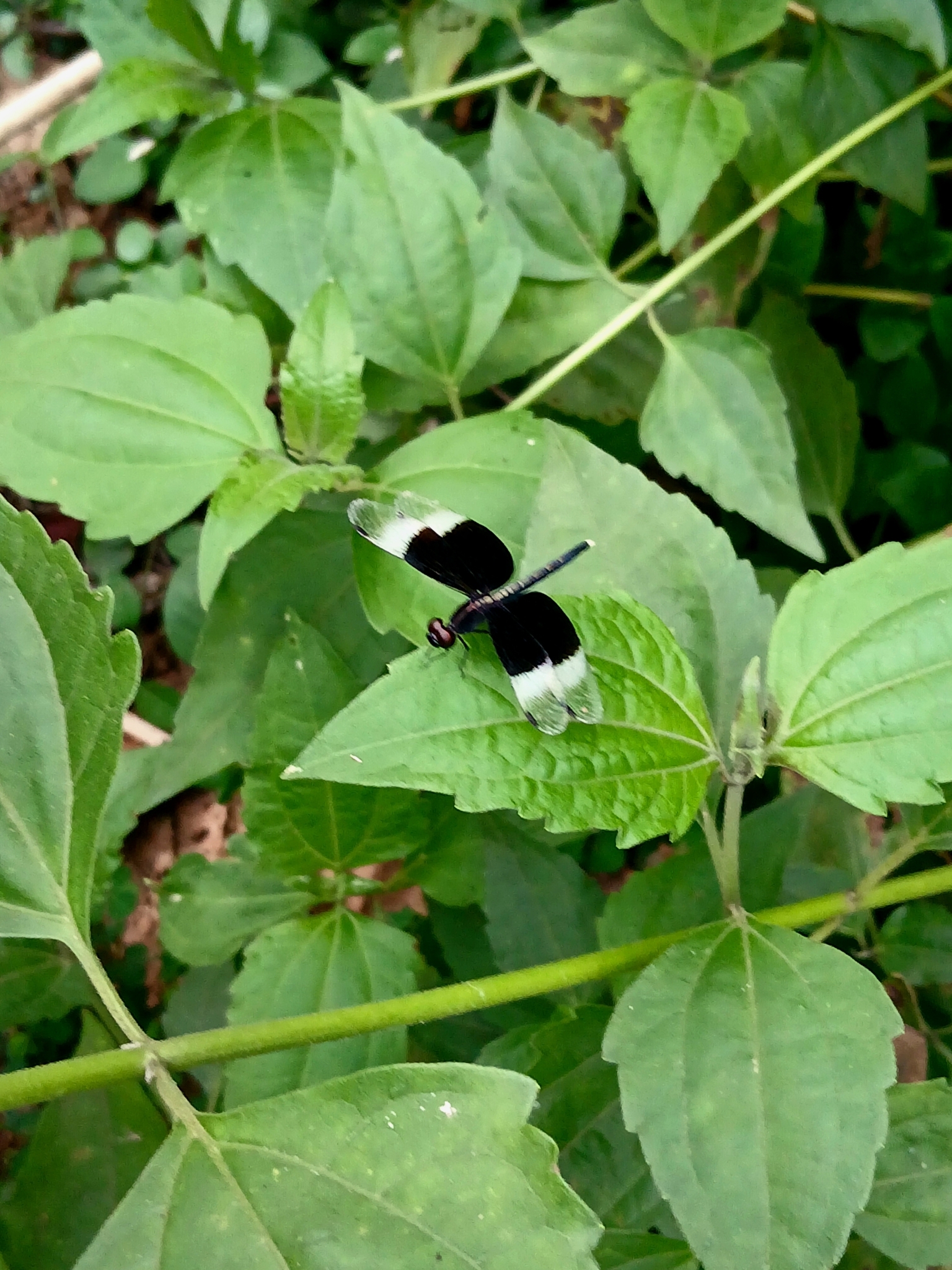 Pied Paddy Skimmer